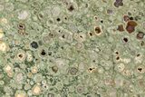Polished Rainforest Jasper (Rhyolite) Slab - Australia #208205-1